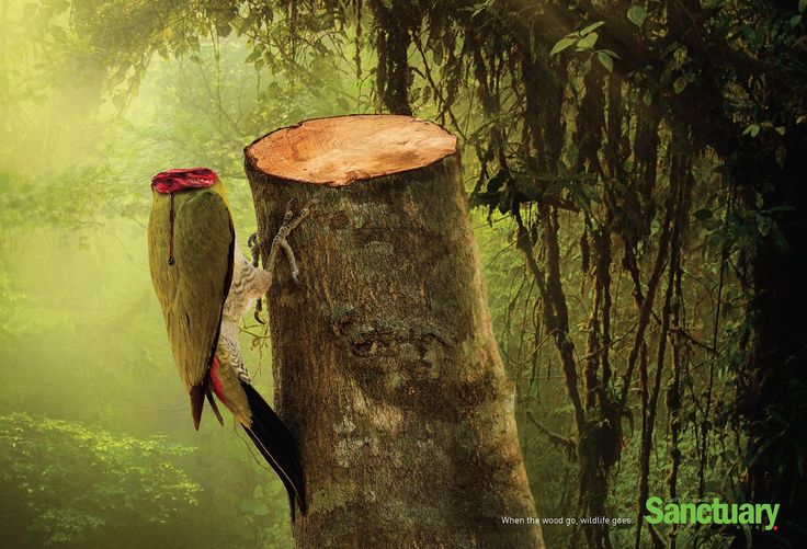 1536485976_282_Advertising-Campaign-When-the-wood-go-wildlife-goes.-Sanctuary.-Nature-Animals-Forest-Jungle Advertising Campaign : "When the wood go, wildlife goes." Sanctuary. #Nature #Animals #Forest #Jungle #...