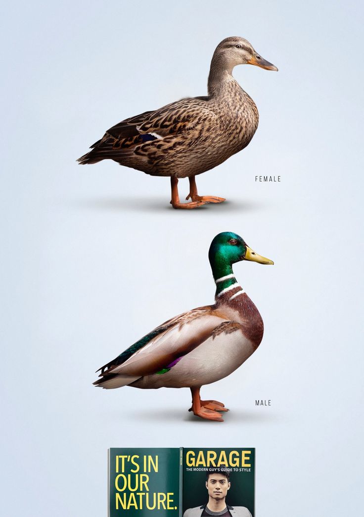 Advertising-Campaign-Garage-The-modern-guy39s-guide-to-style-Duck Advertising Campaign : Garage - The modern guy's guide to style: Duck