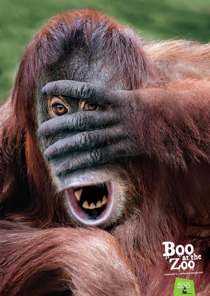 Advertising Campaign : Zoos SA: Boo at the zoo - orangutan ...