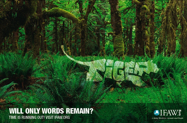 1538951843_904_Advertising-Campaign-Via-the-International-Fund-for-Animal-Welfare-IFAW.org Advertising Campaign : Via the International Fund for Animal Welfare: IFAW.org