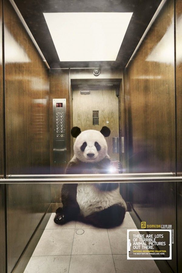 1546412244_210_Advertising-Campaign-Animal-Selfies-Creative-Ad-Campaign-for-National-Geographic Advertising Campaign : Animal Selfies, Creative Ad Campaign for National Geographic