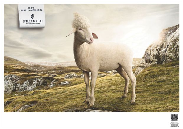 1547763547_629_Advertising-Campaign-The-Sheep-Pringle-Of-Scotland-Ad-Campaign Advertising Campaign : The Sheep : Pringle Of Scotland Ad Campaign