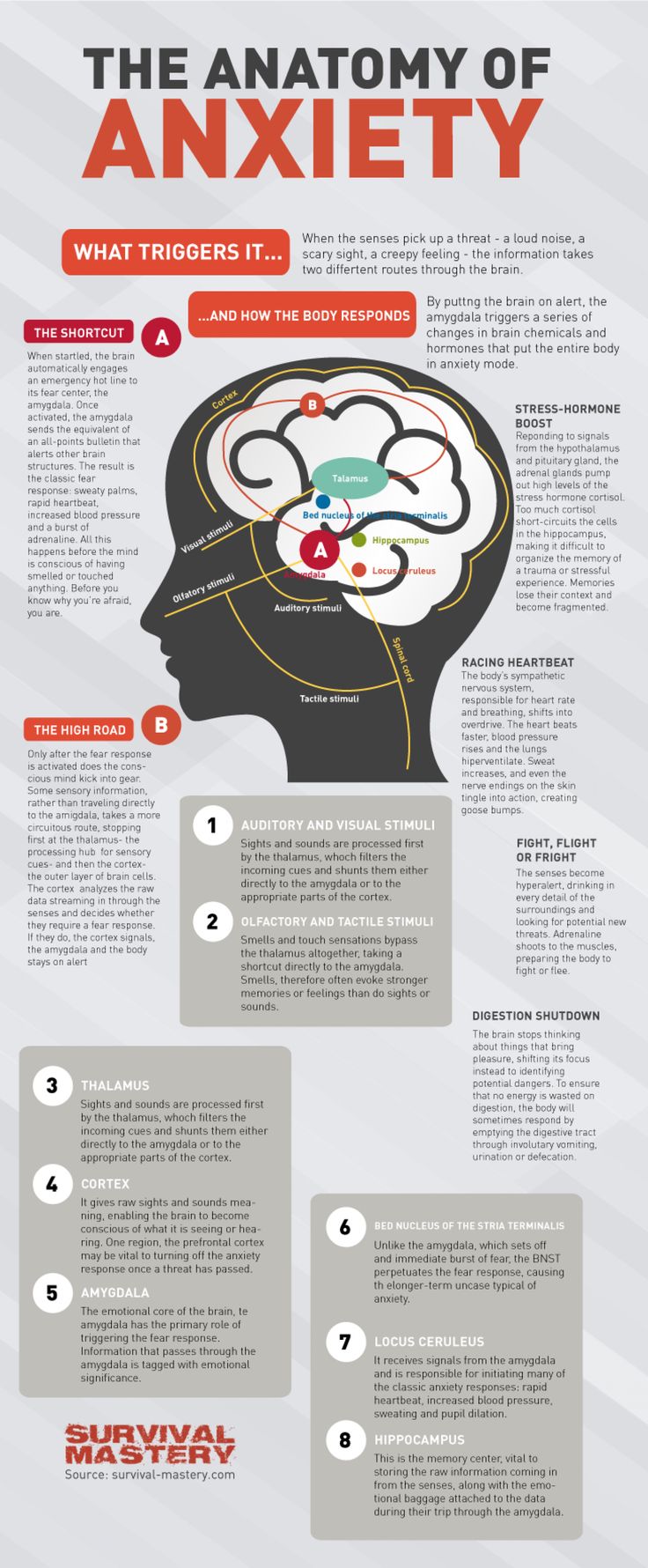 Psychology Infographic : Anatomy of Anxiety Infographic ...