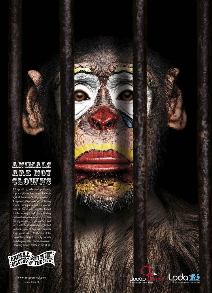 Creative-Advertising-31-publicites-qui-denoncent-lexploitation-du-monde Creative Advertising : 31 publicités qui dénoncent l'exploitation du monde animal, les vérités dérangeantes