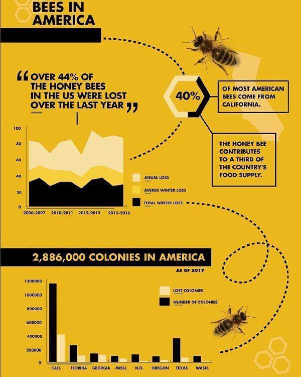 Advertising-Infographics-Statistics-infographic-Bees-In-America-An Advertising Infographics : Statistics infographic : Bees In America An infographic design about the statistic and decline of bees th...