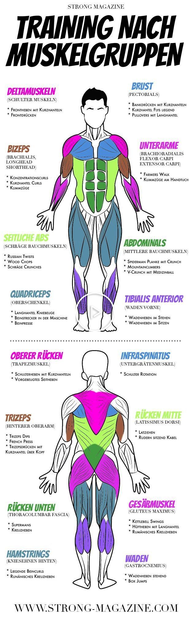 Infographic-Training-nach-Muskelgruppen-Infografik-mit-Fitness-Ubungen-fur Infographic : Training nach Muskelgruppen Infografik mit Fitness Übungen für alle Muskeln