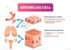 Infographic : Epithelial cells anatomical vector illustration infographic diagram