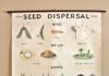 Infographic : Vintage 1960s biology pull down school chart: seed dispersal in color